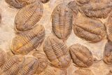 Plate Of Large Asaphid Trilobites - Spectacular Display #133243-1
